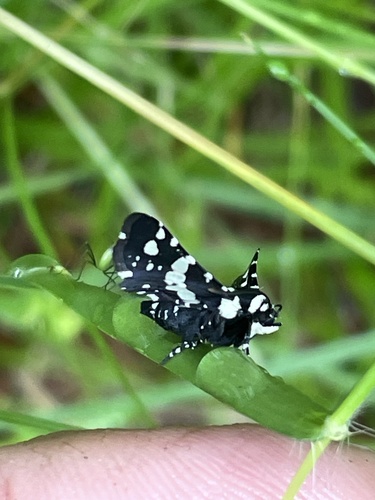 Mournful Thyris Moth photo 6