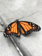 Danaus plexippus