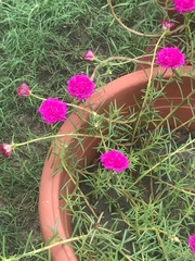 Portulaca grandiflora