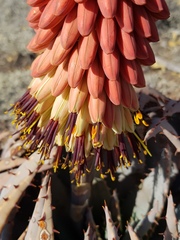Aloe peglerae