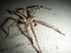 Neosparassus rutilus