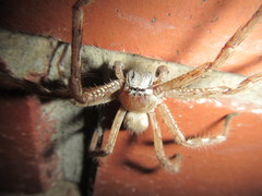 Neosparassus rutilus