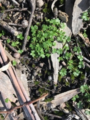 Hydrocotyle foveolata