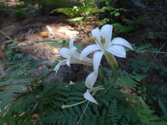 Lilium washingtonianum