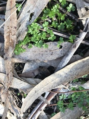 Hydrocotyle foveolata