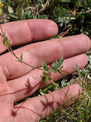 Potentilla breweri