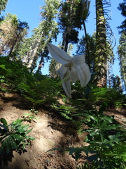 Lilium washingtonianum