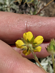 Potentilla breweri