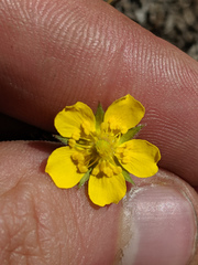 Potentilla breweri