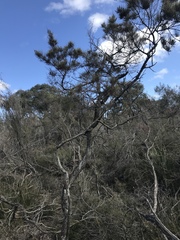 Allocasuarina paludosa