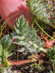 Potentilla breweri