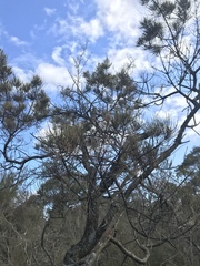 Allocasuarina paludosa