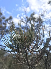 Allocasuarina paludosa