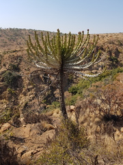 Euphorbia cooperi