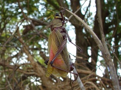 Taeniopoda picticornis