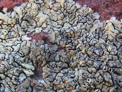 Xanthoparmelia novomexicana