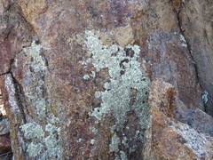 Xanthoparmelia novomexicana