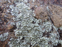 Xanthoparmelia novomexicana