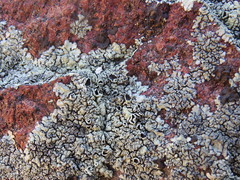 Xanthoparmelia novomexicana