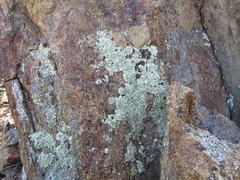 Xanthoparmelia novomexicana