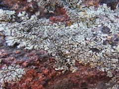 Xanthoparmelia novomexicana