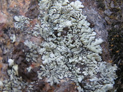 Xanthoparmelia novomexicana