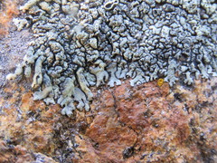 Xanthoparmelia novomexicana