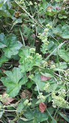 Alchemilla sibirica