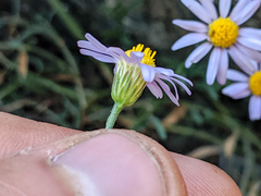 Erigeron elmeri