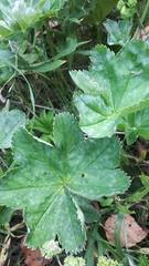 Alchemilla sibirica