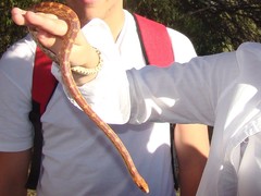 Pituophis vertebralis