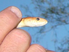 Pituophis vertebralis