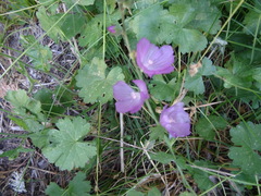 Sidalcea glaucescens