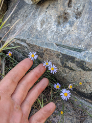 Erigeron elmeri