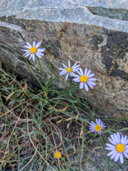 Erigeron elmeri