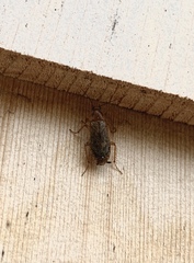Ectobius lapponicus