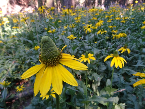 California coneflower (Rudbeckia californica)