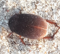 Maladera holosericea
