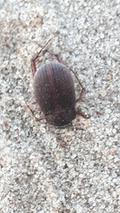 Maladera holosericea