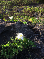 Capparis sandwichiana