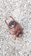 Maladera holosericea