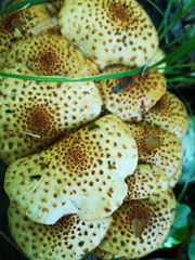Pholiota