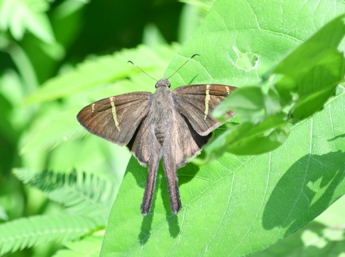 Tanna Longtail