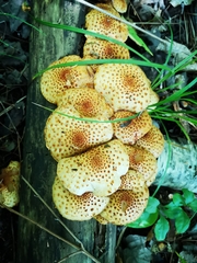 Pholiota