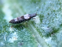 Caliothrips