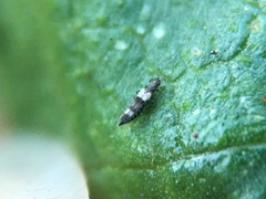Caliothrips