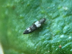 Caliothrips