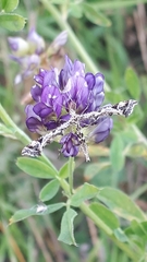 Amblyptilia punctidactyla