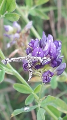 Amblyptilia punctidactyla