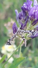 Amblyptilia punctidactyla